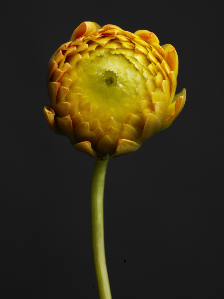 Bouton Dahlia jaune