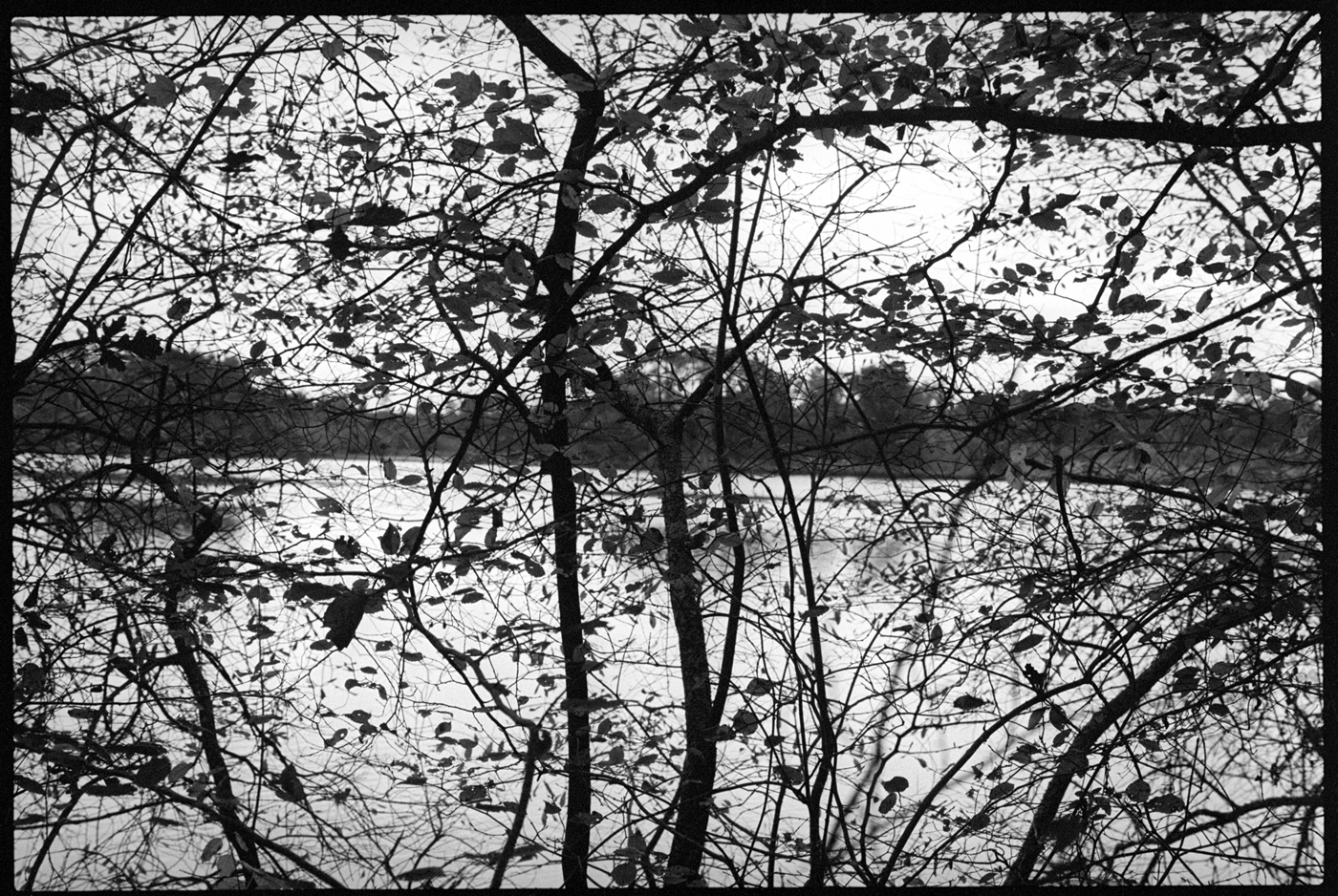 ARBRE noir et blanc