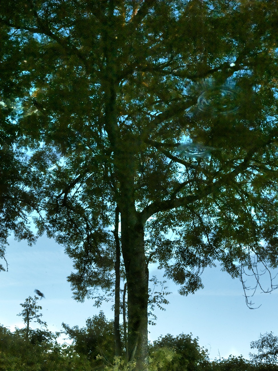 ARBRE dans L'EAU - NOYERS