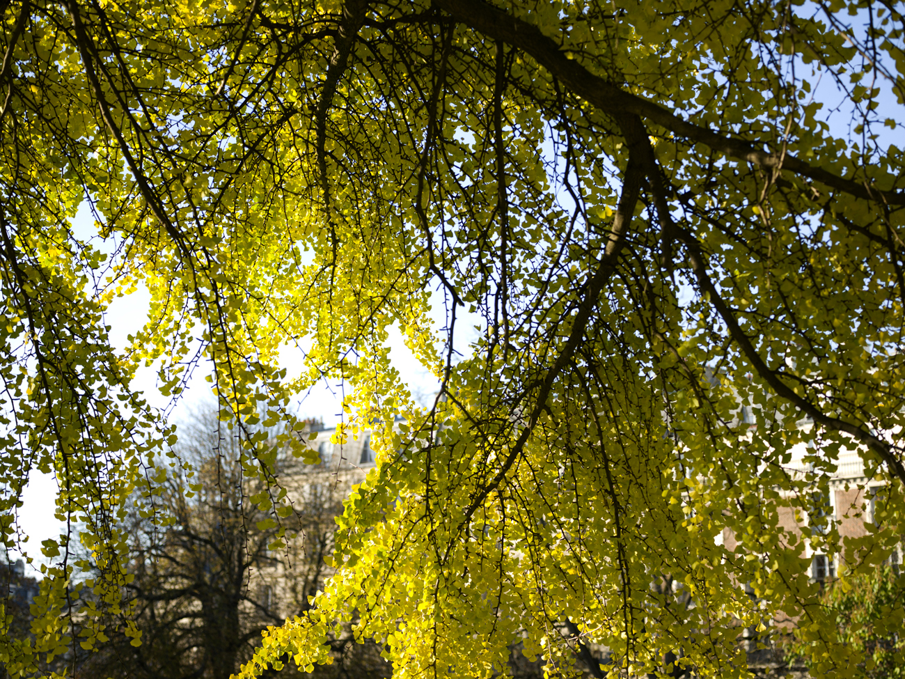 ARBRE à Paris