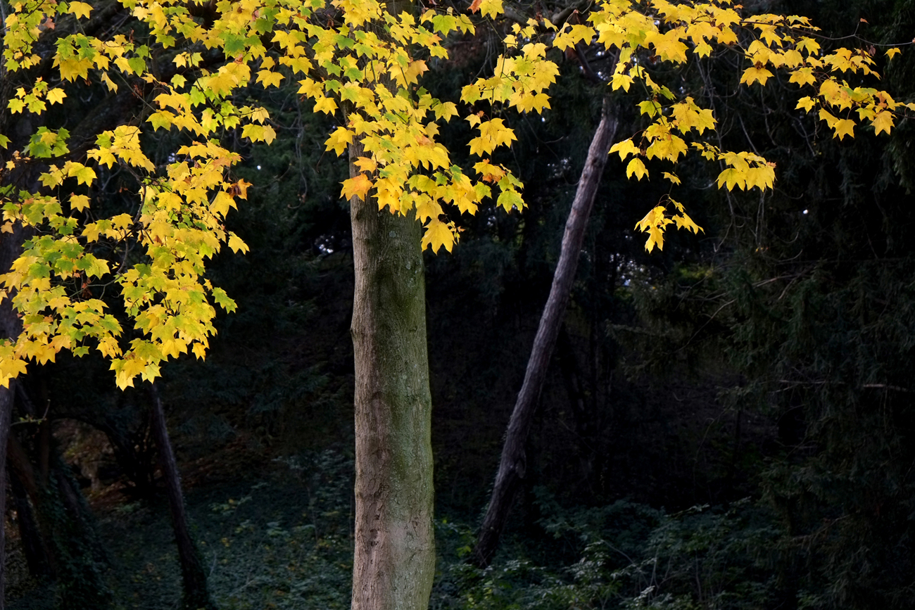 FEUILLES jaunes